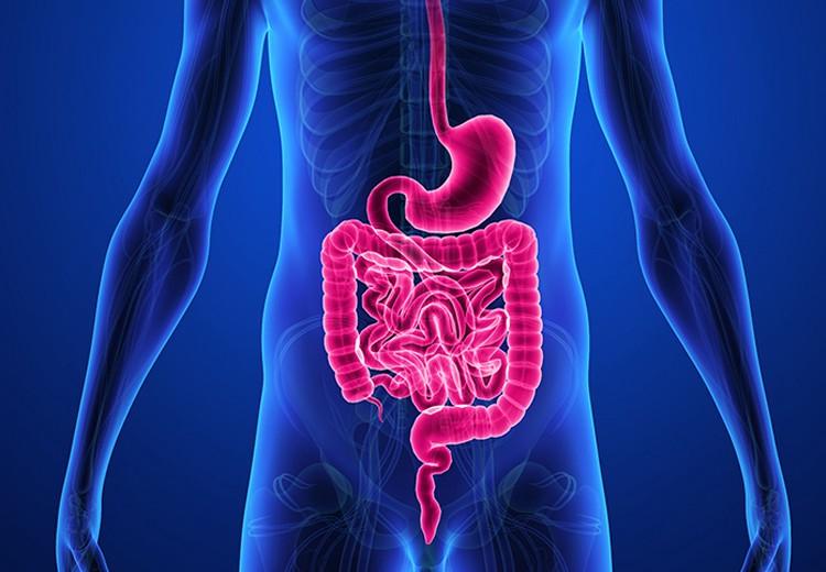 Gastroentrology